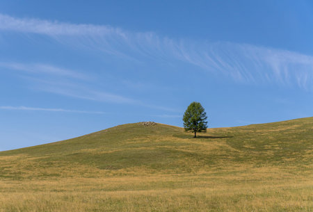 Solitary tree in the steppe of Mongolia with hills on a summers day.