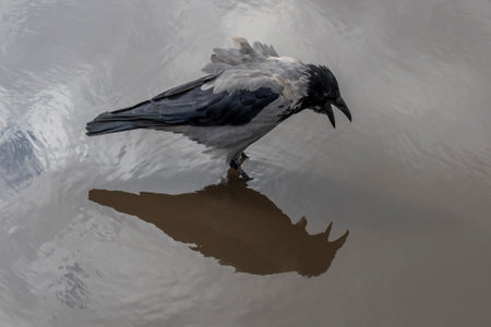 Hooded crow in a puddle with reflection, mirror.の写真素材