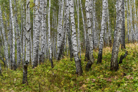 Birch forest in autumn in Siberia, Russia.の写真素材
