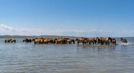 A herd of horses resting and cooling down in the water in Telmen Lake withe steppe in Mongolia.の写真素材