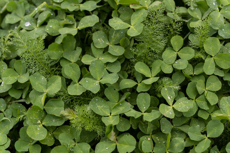 Green clover leafs with water drops.の写真素材