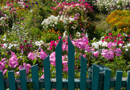 Flower garden with many colored flowers with a green wooden fence in summer.の写真素材