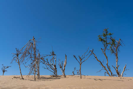 Dead trees in the desert of Mongolia during summer with blue skyの写真素材