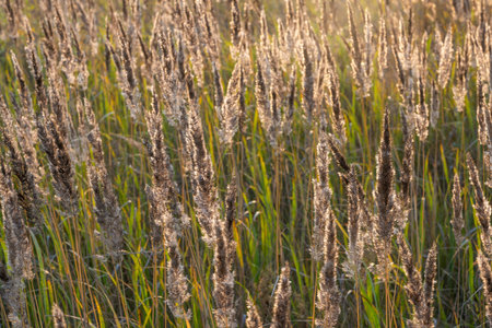 Woolly and  fluffy grasses in evening light.