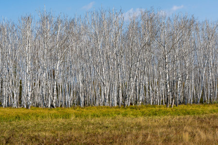 Birch forest in autumn in Siberia, Russia.