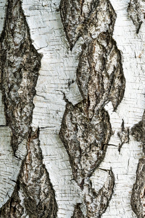 Brown and white bark of an old birch tree in a forest.