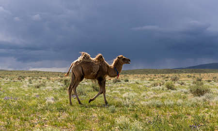 One camel on the steppe of Mongolia with dark black rainy clouds in the sky.の写真素材