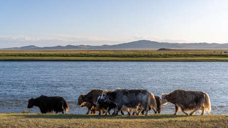 Yaks at the shore of a river in Mongolia during summer with mountains.の写真素材