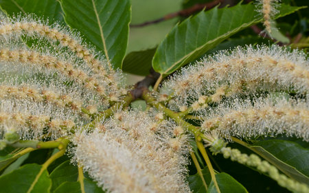 White flower of sweet chestnut with leaves.の写真素材