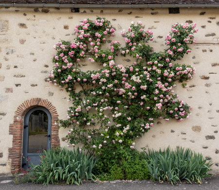 Pink roses against a yellow wall of an old house in France.のeditorial素材