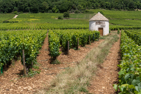 Aloxe-Corton, France - July 2, 2020: Small house on the vineyards of the Domaine Dubreuil, Burgundy, France.のeditorial素材