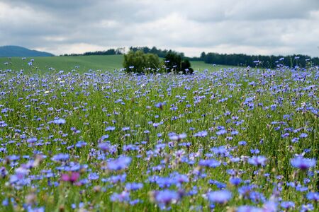 Cornflowers field before stormの写真素材