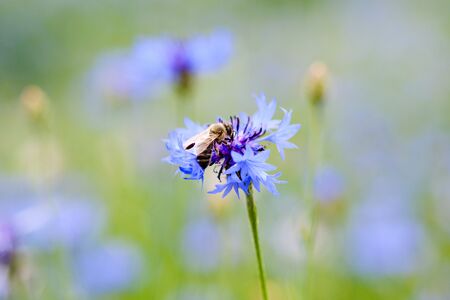 Bee on cornflower.の写真素材