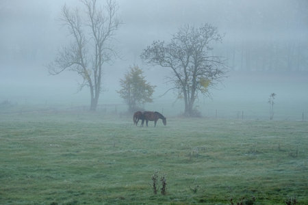 Horses in misty landscape at sunrise.の写真素材