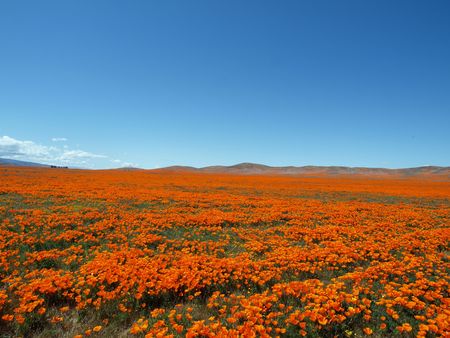 Spring time in the California Poppy fields.  A perfect place for a nap.  の写真素材