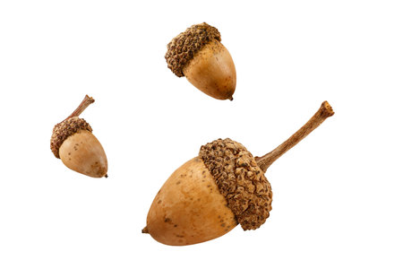 Three acorns from an oak tree isolated on a white background