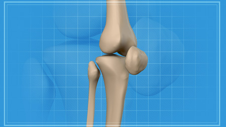 3D rendering of Anatomy of a Knee. Close-up.の写真素材
