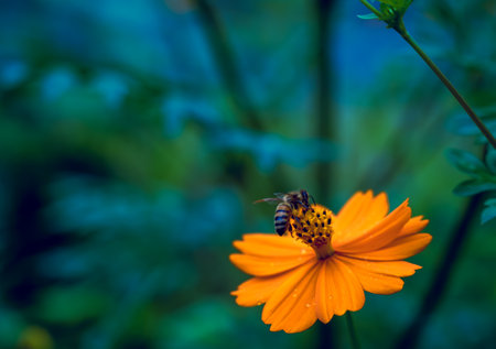 Flying Honey Bee Flower - Beautiful Macro Photo Seriesの写真素材