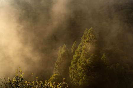 Misty mountain forest landscape in the cold morning. fantasy forest Okutama japanの写真素材