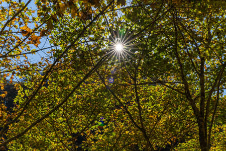 Autumn forest landscape. Gold colour tree, red-orange foliage in Okutama Japan. Nature change scene. Yellowwood in scenic scenery. sun raysの写真素材