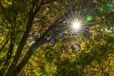 Autumn forest landscape. Gold colour tree, red-orange foliage in Okutama Japan. Nature change scene. Yellowwood in scenic scenery. sun raysの写真素材