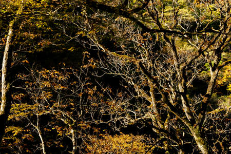 Autumn season beautiful tree morning time with sunlight. Maple trees. Okutama Japanの写真素材