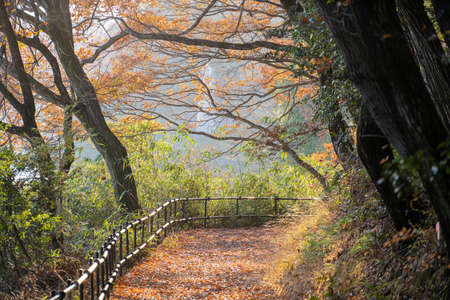 Autumn season rural walkway in the forests. colourful trees and sunlight. autumn golden natural background. The travel scenic road through colourful autumn forestの写真素材