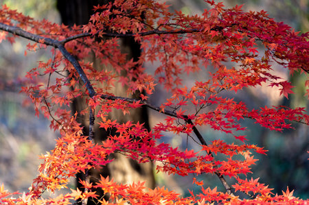 Beautiful autumn season maples Red and orange leave background. Colourful golden nature background....