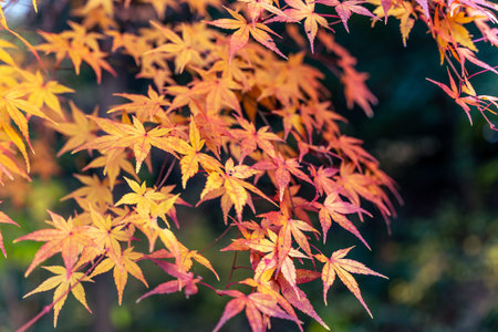 Beautiful autumn season maples Red and orange leave background. Colourful golden nature background. Japanese gardenの写真素材