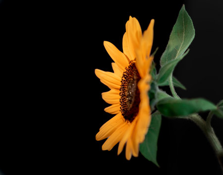 sunflower flower with yellow petals isolated on white color, close up Black background. Nature flower artificial light. high qualityの写真素材