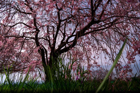 cherry blossom tree in springtime, pink sakura flowersの写真素材