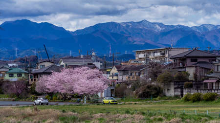 Cherry blossom in Japanの写真素材