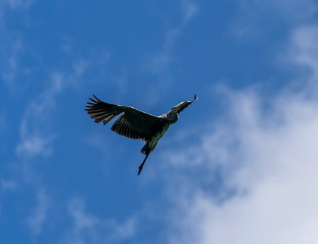 Grey heron flying in the blue sky with white clouds in the background
