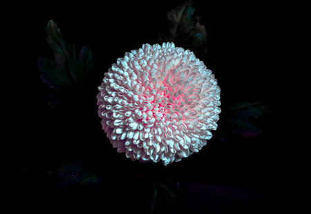 dark colourful flower macro isolated on black background. dahlia,  close-up. Black background....
