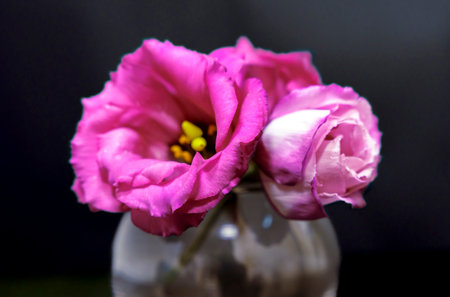 Bouquet of pink tulips in a vase on a black backgroundの写真素材