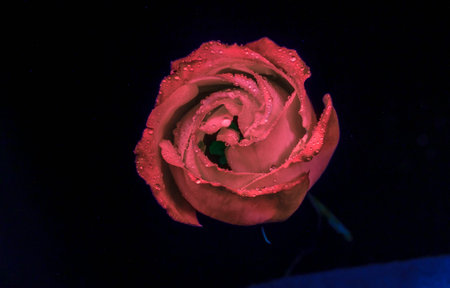 dark purple and red flower macro isolated on black. Colour full close-up. Black flower background. Nature flower artificial light.の写真素材