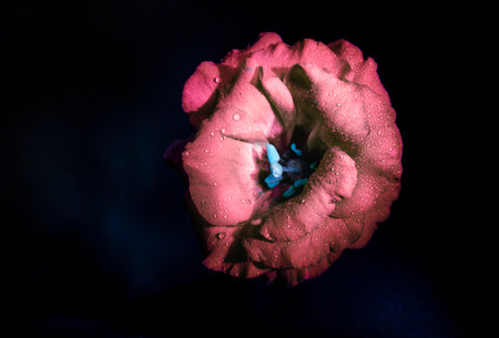 background, beautiful, black, black background, bloom, blossom, botany, chrome, close, closeup, color, colorful, dahlia, daisy, dark, dark background, day, flora, floral, flower blの写真素材