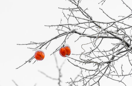 Ripe persimmon on the branches of a tree in winterの写真素材