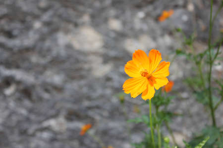yellow flower in front of grey backgroundの写真素材