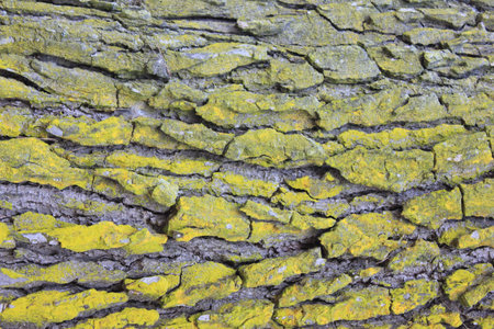 tree bark with green lichenの写真素材