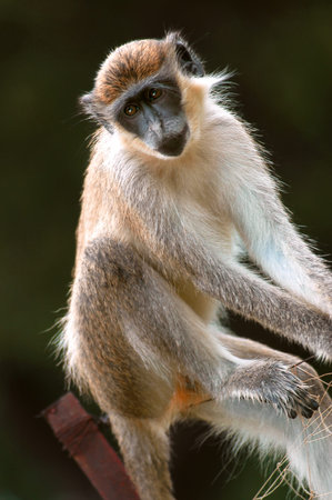 Green monkey in Senegal, Africa 