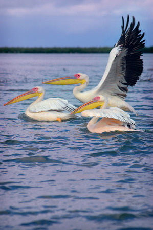Picture of pelicans captured in Senegal の写真素材
