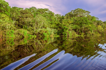 River in the Amazon Rainforest, Peru, South America