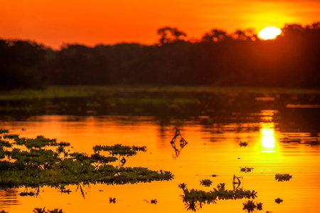 River in the Amazon Rainforest at dusk, Peru, South Americaの写真素材