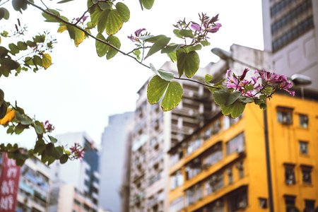 Small purple flower on the tree in the city. Horizontal outdoors shot. の写真素材