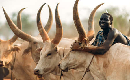 MUNDARI TRIBE, SOUTH SUDAN - MARCH 11, 2020: Man from Mundari Tribe throwing handful of ashes on back of Ankole Watusi cow while herding cattle in savanna in South Sudan, Africaのeditorial素材