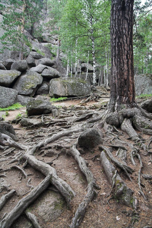 Roots of pine, Krasnoyarsk pillars, Siberia, Russia
