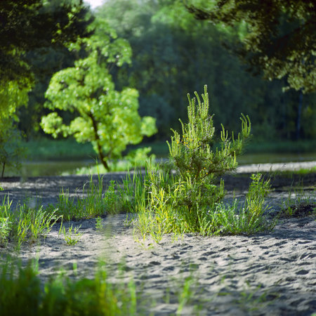 Small pine in the sping forestの写真素材