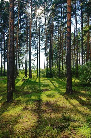 Pine forest in the backlighting after the rainの写真素材