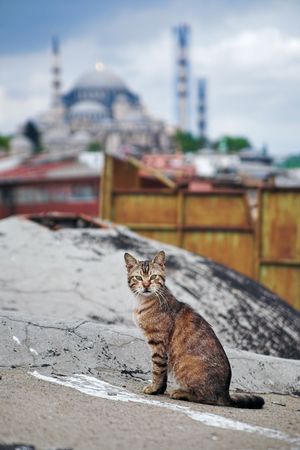 Cat in Istanbul, Turkeyの写真素材